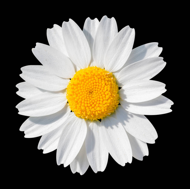 White daisy close-up isolated on black background. object with clipping path. - Photo, Image