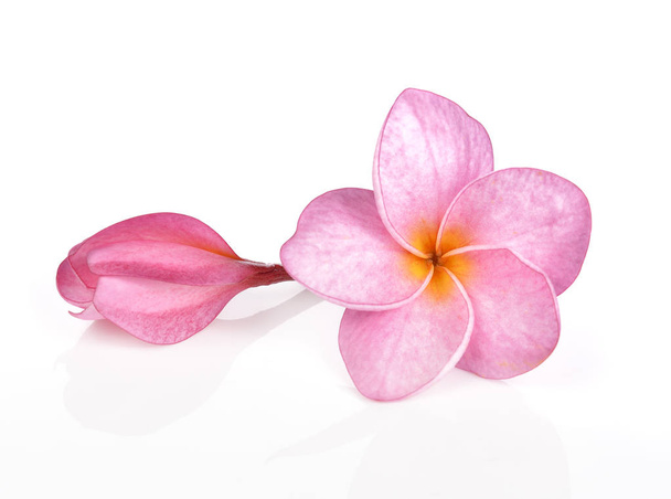 rózsaszín plumeria virágok elszigetelt fehér background - Fotó, kép