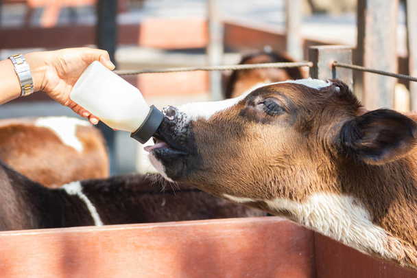 Baby cow feeding on milk bottle by hand of Woman, dairy Farm Thailand. - Photo, Image