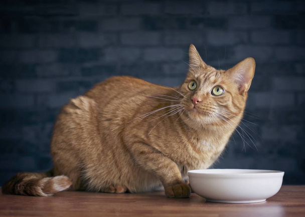  Ładny kot imbir, patrząc w górę i czekając na jedzenie. - Zdjęcie, obraz