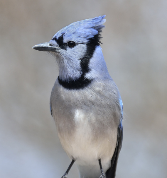 Blue Jay Bird - Φωτογραφία, εικόνα