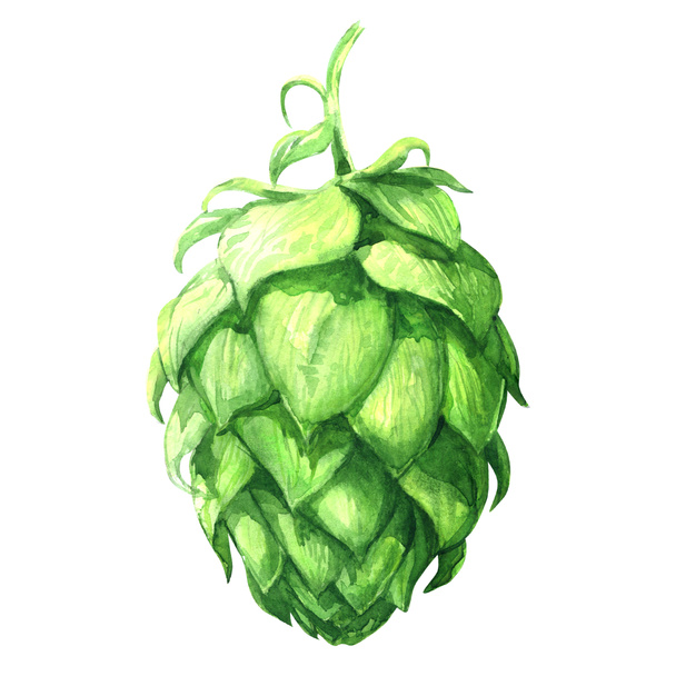 Lúpulo verde fresco, cervecería de producción de cerveza, planta aislada de primer plano, acuarela dibujada a mano ilustración en blanco
 - Foto, imagen