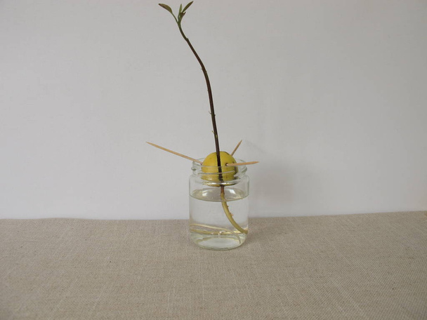 Σπόροι αβοκάντο με φύτρο αβοκάντο - Φωτογραφία, εικόνα