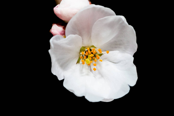 Piękny różowy kwiat wiśni w pełnym rozkwicie. japoński Sakura. - Zdjęcie, obraz