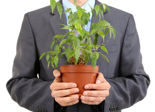 Young businessman with plant - 写真・画像