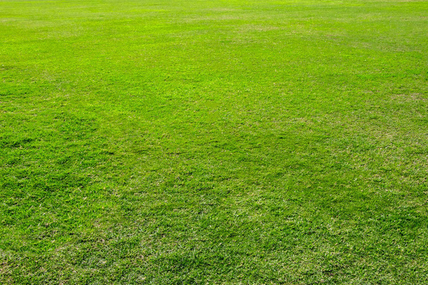 Donker groene tuin gazon, rustige schone tuin met een vers gemaaide grasveld - Foto, afbeelding