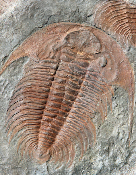 Erken Ordovisyen itibaren trilobitler fosil dönem Çek Cumhuriyeti'nde bulundu - Fotoğraf, Görsel
