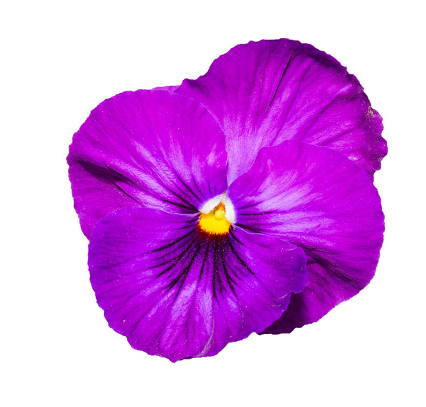 Altviool paarse viooltje bloem geïsoleerd op witte achtergrond. Object met uitknippad. - Foto, afbeelding