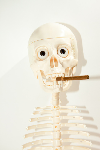 Σκελετός - Φωτογραφία, εικόνα