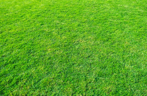 緑の芝生のフィールドの背景。緑の草のパターンやテクスチャ。緑の芝生の背景. - 写真・画像