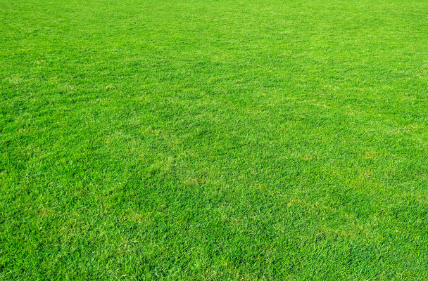 Tło pola trawa zielona. Zielona trawa wzór i tekstura. Zielony trawnik tło. - Zdjęcie, obraz