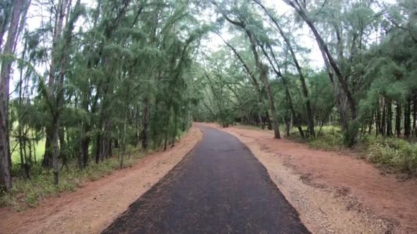 Široký úhel pohledu turistická stezka podél strom lemované pralesy - Záběry, video