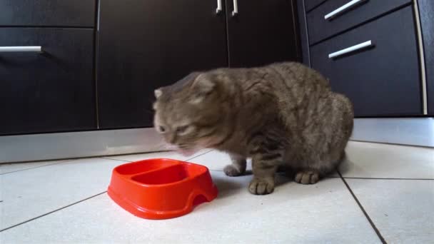 Hungry cat Scottish breed eating food in a kitchen. - Video, Çekim