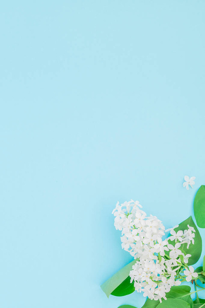 Concepto plano creativo vista superior de pétalos de flores lila blanca sobre fondo azul pastel con espacio de copia en estilo mínimo, plantilla para letras, texto o diseño
 - Foto, imagen