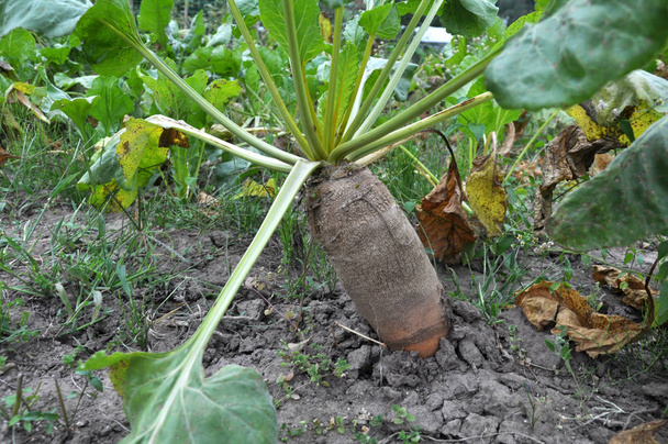 In the organic soil grows beet fodder, used for fattening animals - Photo, Image