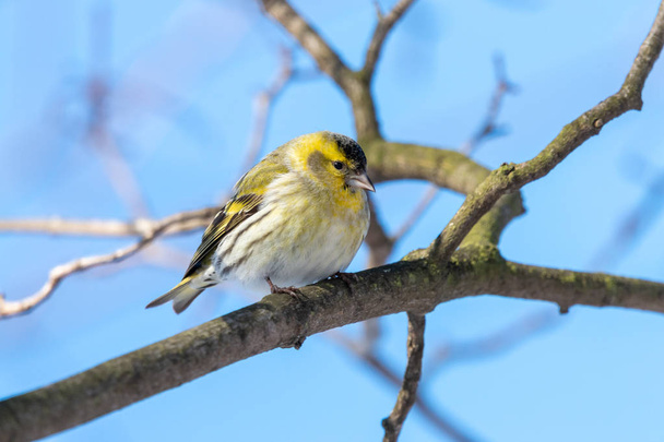 Male European siskin perching on the branch with clear blue sky in background. Tiny fluffy yellow passerine bird (Spinus spinus) with black cap and conical beak. - Photo, Image