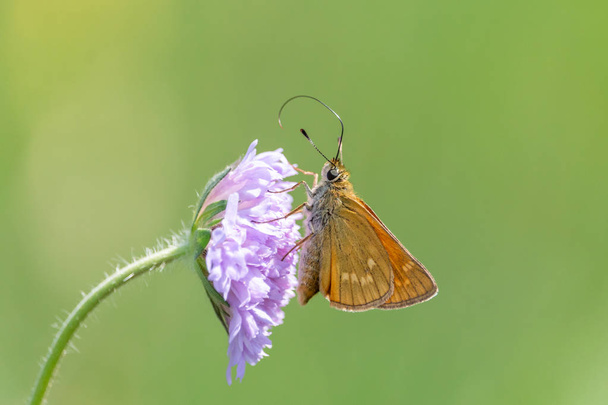 Orange butterfly with long proboscis on pink meadow flower. Large skipper (Ochlodes sylvanus) collects nectar on scabious wildflower with green background. - Photo, Image