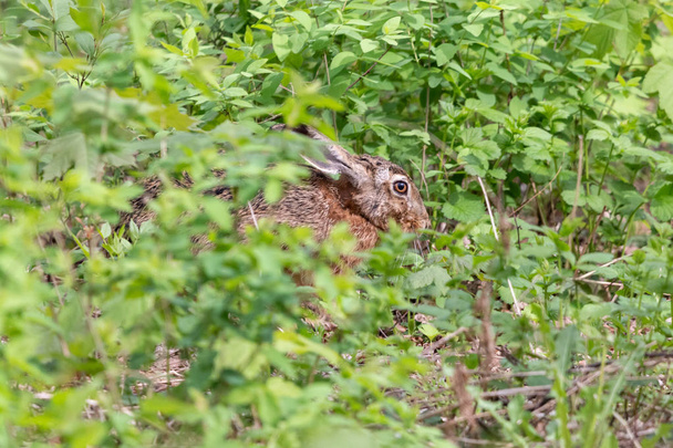 Haas verbergen onder groen gras in de zomer bos. Bruin Haas (Lepus europaeus) met lange oren zittend op de grond. - Foto, afbeelding