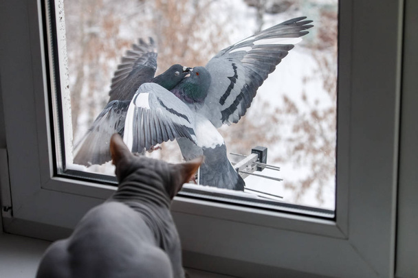 Don Sphynx kot wygląda przez okno na Całowanie gołębie. Dwa szare gołębie rock (Columba livia) z rozprzestrzeniania się skrzydła połączone z ich dzioby. - Zdjęcie, obraz