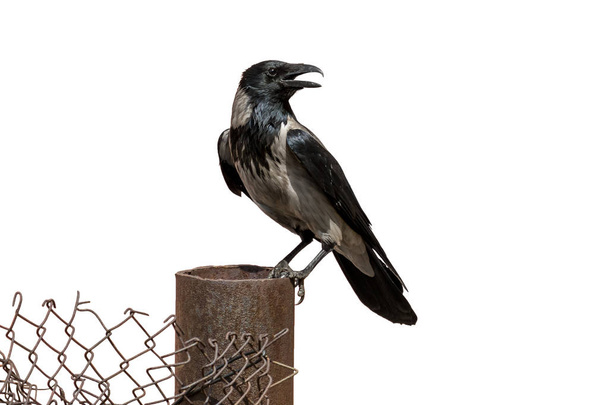 Felnőtt szürke varjú predellán, drótháló kerítés. Dolmányos varjú, a szürke és fekete tollazatú (Corvus cornix) a tiszta fehér háttér. - Fotó, kép