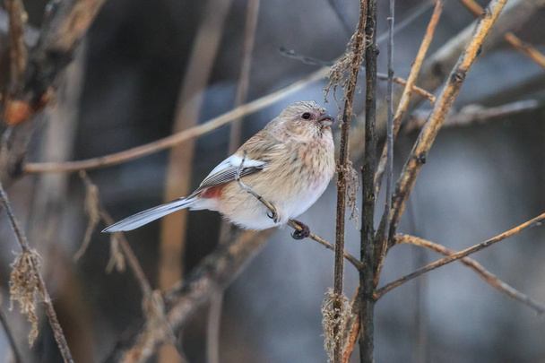 El pinzón hembra de cola larga come semillas de ortiga. Carpodacus sibiricus alimentándose en el bosque ruso de invierno
. - Foto, Imagen