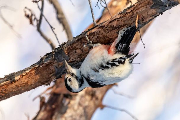 White-backed woodpecker perching upside down on a rotten branch. Dendrocopos leucotos with spreaded feathers pecking dead tree. - Photo, Image