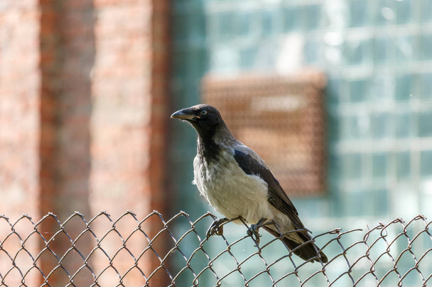 Fiatalkori Dolmányos varjú predellán, drótháló kerítés. Fiatal varjú (Corvus cornix) fekete fej szürke, homályos tégla épület a háttérben. - Fotó, kép