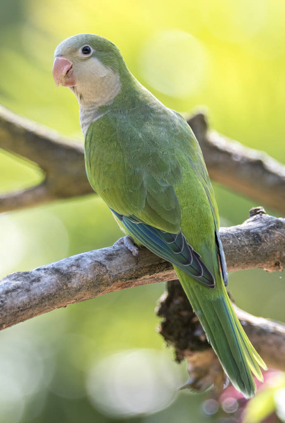 brotogeris tirica papagaio verde
 - Foto, Imagem