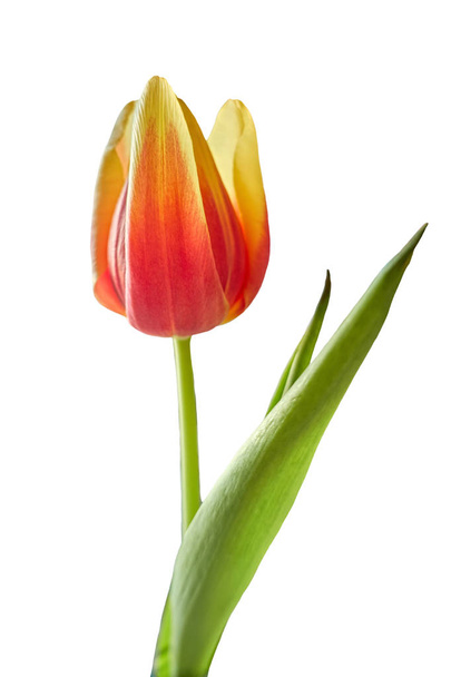 Tulipan w kwiat na białym tle - Zdjęcie, obraz