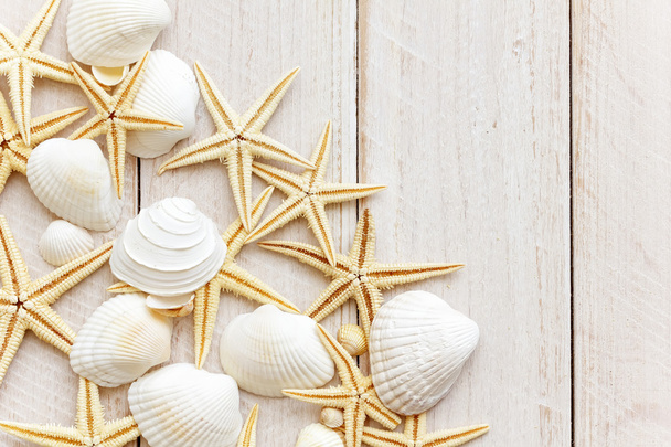 Sea shells - Foto, Imagem