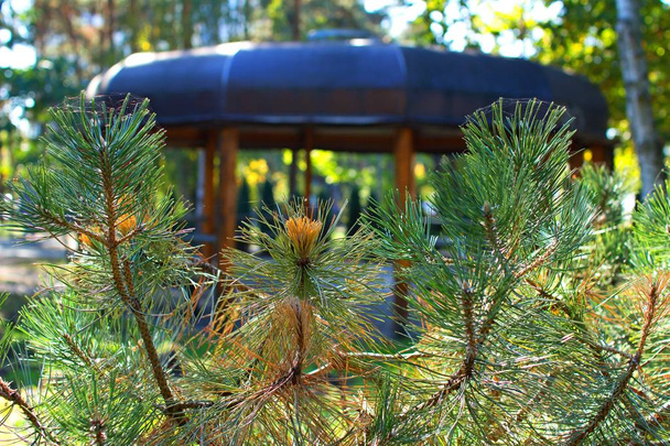 altana w parku lato wśród drzew iglastych - Zdjęcie, obraz
