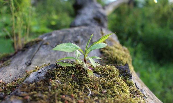 a young tree growing on an old decaying tree - Photo, Image