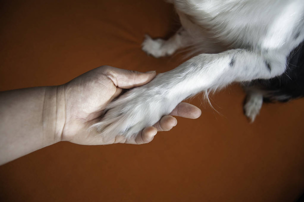 Dog Giving a Paw. Woman and Black and White Border Collie. - Photo, image