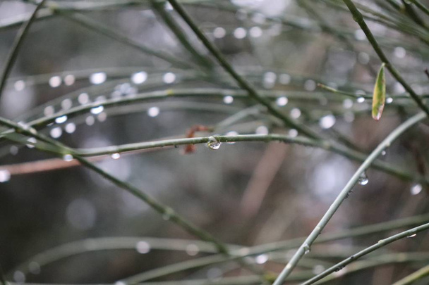Gotas de lluvia en las ramas felus de una tormenta en el fesque
 - Фото, изображение