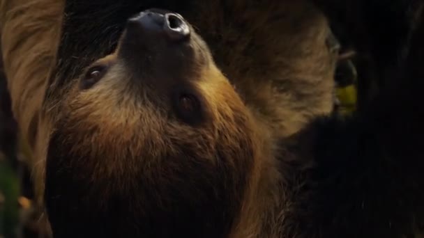 ブラウンのど 3 フタユビナマケモノ Bradypus ヒメアサリ- - 映像、動画