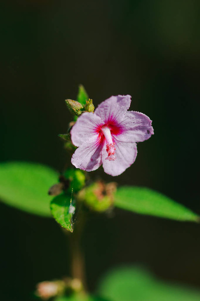 Urena lobata, hermosa rosa en la naturaleza, es una planta venenosa con espinas peludas irritantes
 - Foto, Imagen