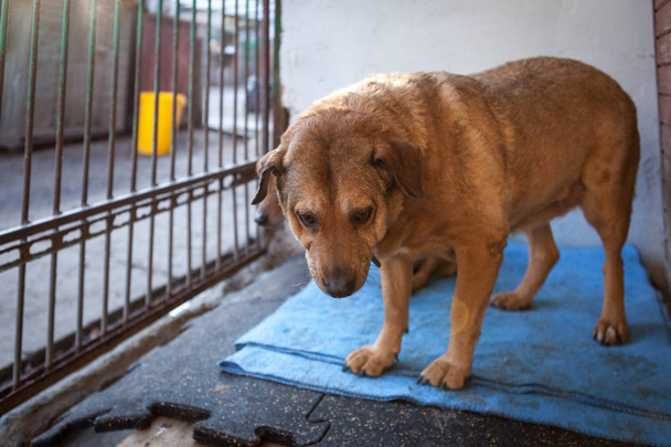 Cute, sad dog in shelter kennel  - Photo, Image