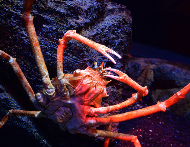 Crabe araignée géante / Crabe géant japonais nageant sous l'eau aquariumun sur l'océan rocheux - Macrocheira kaempferi
 - Photo, image