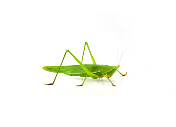 Conehead Grasshopper зелений ізольований на білому тлі / Ruspolia nitidula
 - Фото, зображення