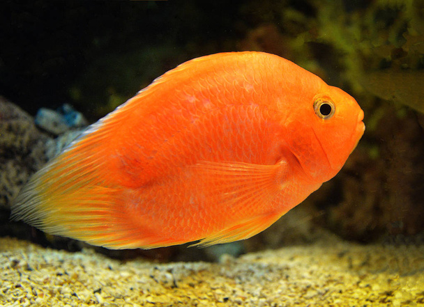 Fish blood parrot cichlid orange / African Cichlid fish swimming underwater aquarium - Photo, Image