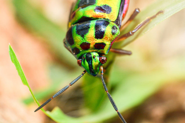 Coloré de scarabée bijou insecte vert sur la feuille dans la nature / Fermer insecte vert
  - Photo, image