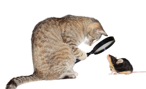 Gato com miopia
 - Foto, Imagem