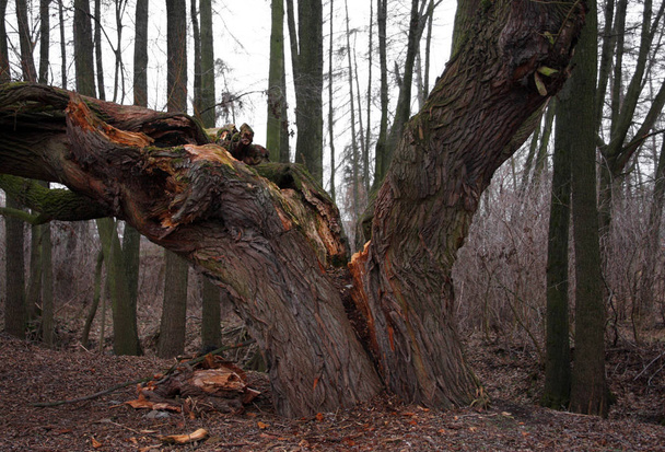 Старое сухое дерево, разбитое от грозы молнией
 - Фото, изображение