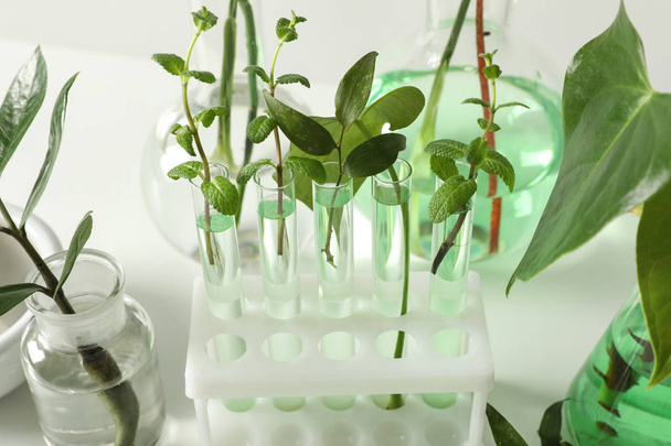 Laboratory glassware with plants on white background, closeup. Chemistry concept - Fotografie, Obrázek