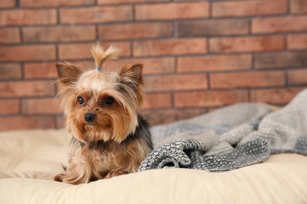 Yorkshire terrier on pet bed against brick wall, space for text. Happy dog - Fotografie, Obrázek