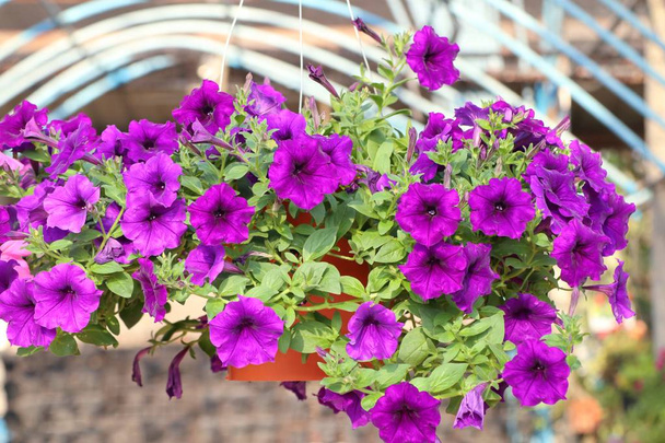 Petunia fleurs à vendre
 - Photo, image