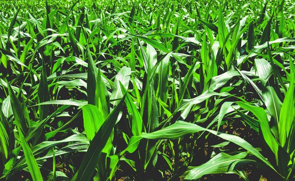 Kukuřičné pole vyrůstat plantáže / zelených rostlin v oblasti zemědělství kukuřice plodin oblast zemědělství  - Fotografie, Obrázek