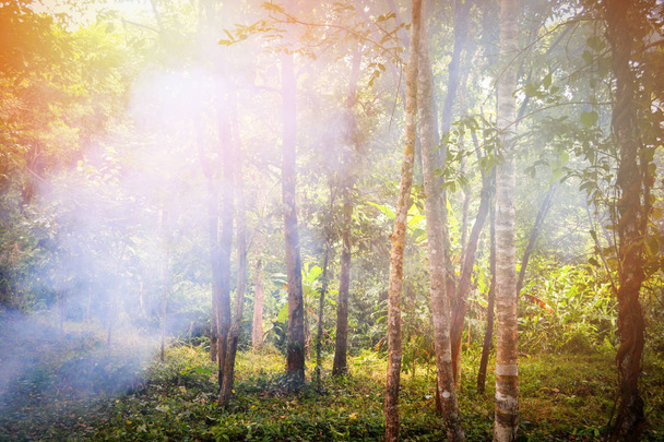 Fumaça de árvore de fogueira queimando grama na floresta no verão
  - Foto, Imagem