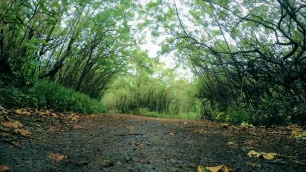 Vista ampla do ângulo da trilha de caminhadas ao longo da floresta tropical alinhada com árvores
 - Filmagem, Vídeo