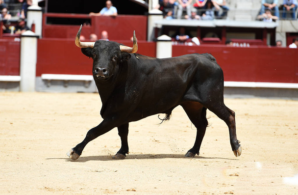 Black bull in spanish bullring - Photo, Image